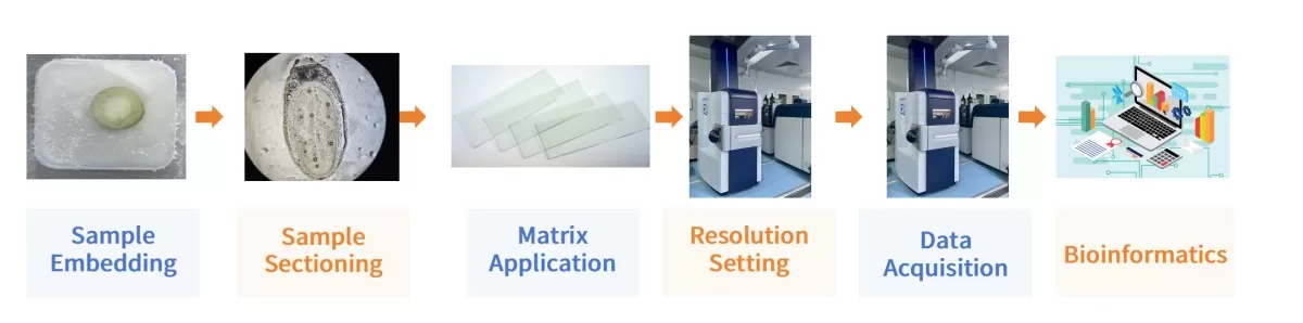 Workflow of MALDI-MSI Spatial Metabolomics